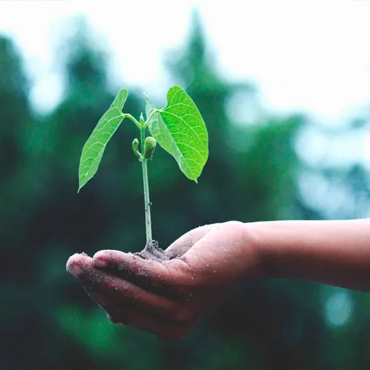 MATERIALES SUSTENTABLES